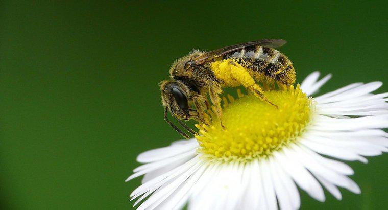 Quali sono i benefici per la salute del polline d'api?
