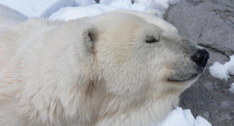 Perché gli orsi polari vivono nell'Artico?