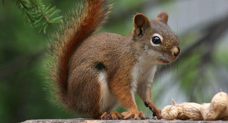 Perché gli scoiattoli rossi sono in pericolo?