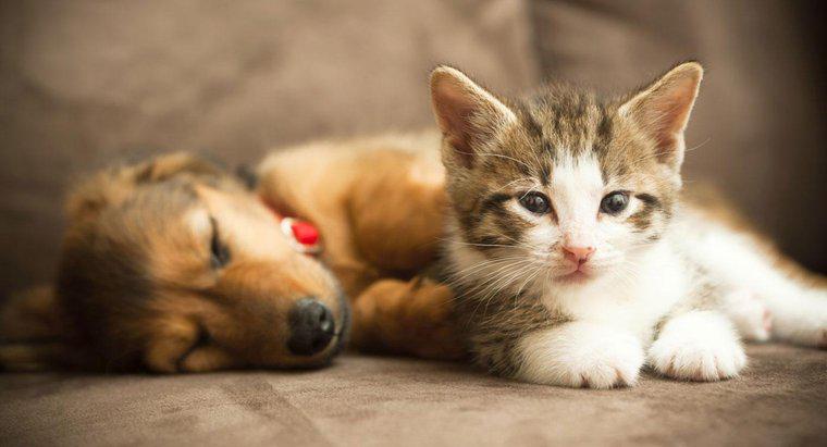 Può un gattino e un cucciolo diventare amici?