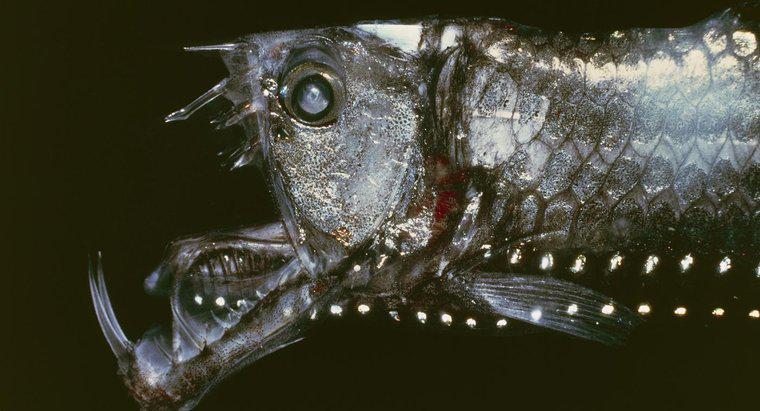 Quali sono i nomi di alcune spaventose creature del mare profondo?