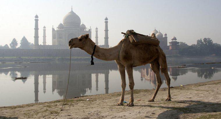 Quanto tempo può un cammello andare senza acqua?
