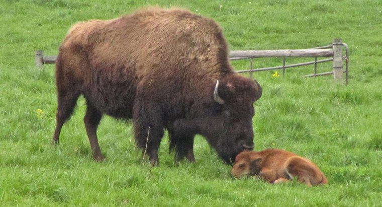 Che cosa si chiama un baby Buffalo?