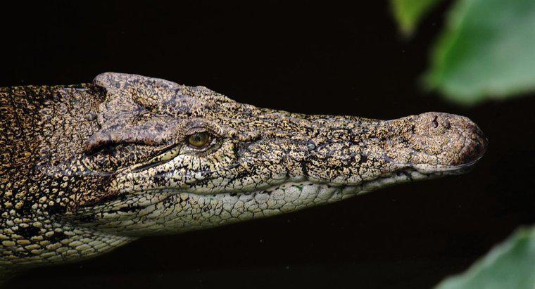 Come si adattano i coccodrilli al loro ambiente?