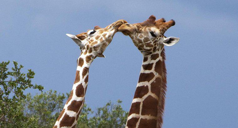 Come comunicano le giraffe?