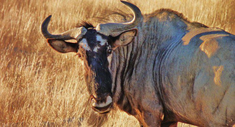 Quanto velocemente funziona un Wildebeest?