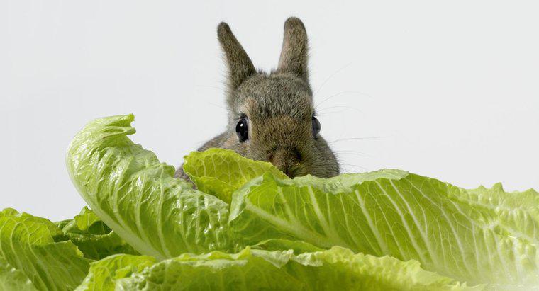 I conigli possono mangiare la lattuga?