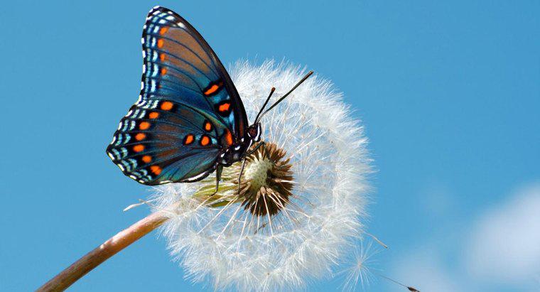 Quali sono i diversi tipi di farfalle?