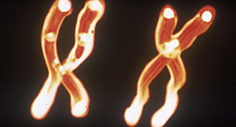 Qual è la relazione tra cromosomi, DNA e geni?