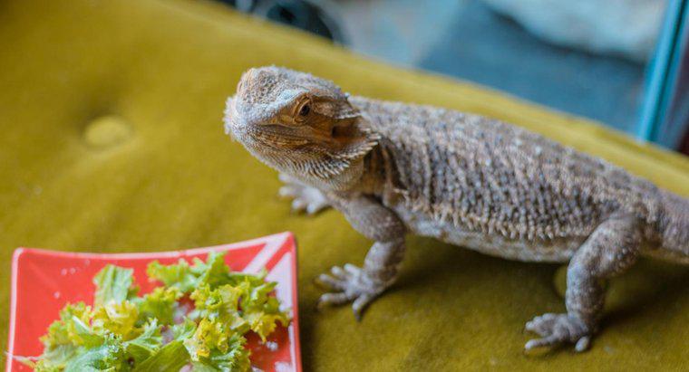 I draghi barbuti possono mangiare i broccoli?