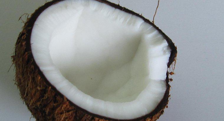 Le noci di cocco hanno i semi?