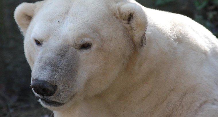 Dove gli orsi polari trovano il loro cibo?