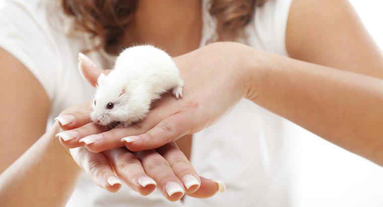 I topi mordono gli umani?