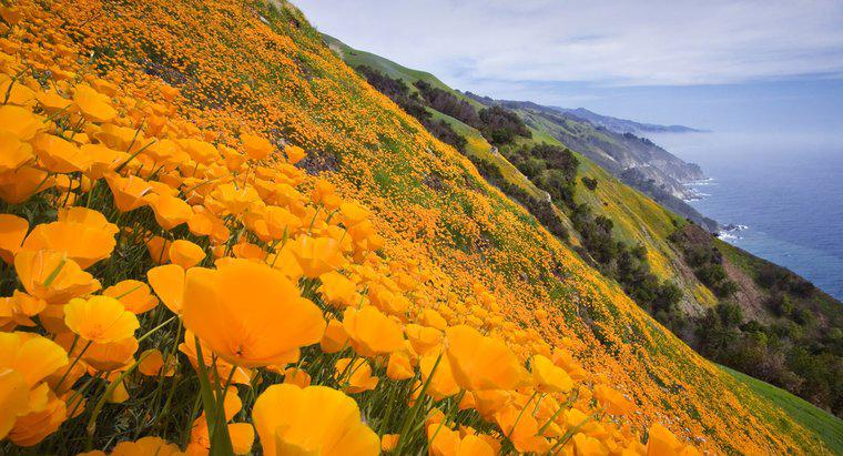 Perché la California è chiamata la Golden State?