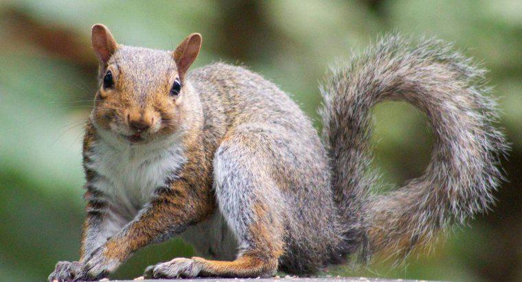 Perché gli scoiattoli agitano le loro code?