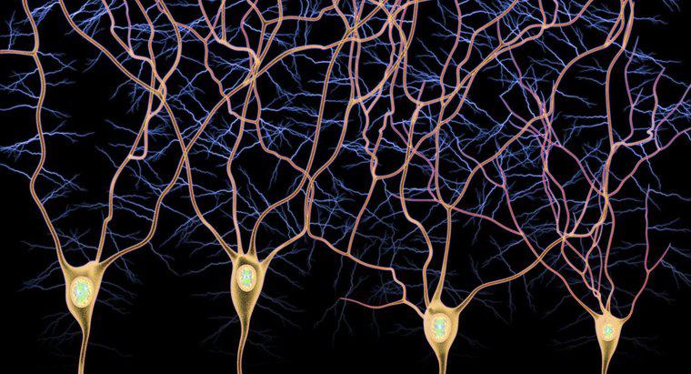 Qual è la differenza tra i neuroni afferenti e efferenti?