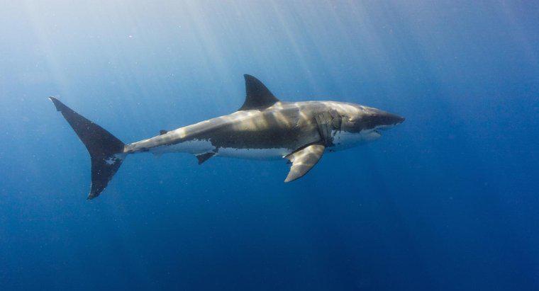 Gli squali possono vivere in acqua dolce?