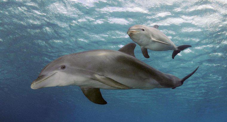 Quanto sono grandi i delfini quando sono nati?