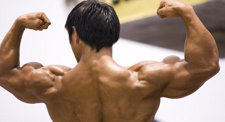 Come funzionano i muscoli?