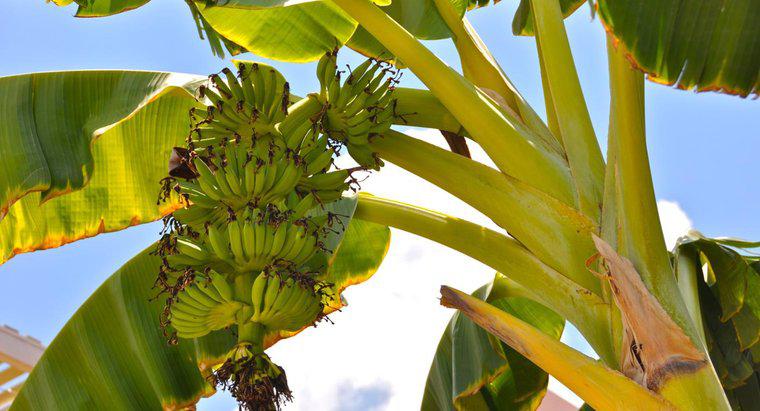 Le banane crescono su alberi o cespugli?