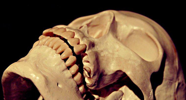 Quanta pressione può sopportare il cranio umano?