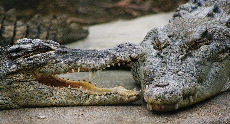 Cosa mangiano i coccodrilli d'acqua salata?