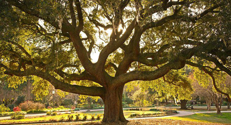 Come si identificano i tipi di alberi di quercia?