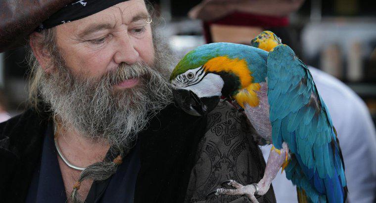 Perché i pirati hanno pappagalli?