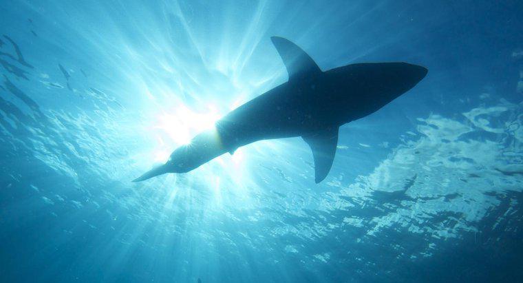 Che cosa significa quando sogna di essere attaccato dagli squali?