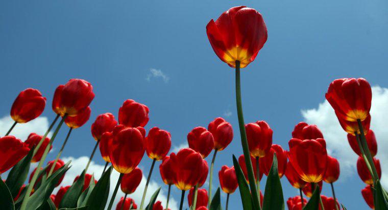I tulipani sono velenosi?