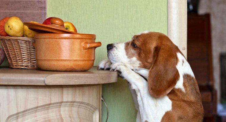 Quali sono alcuni tipi di noci che sono tossici per i cani?