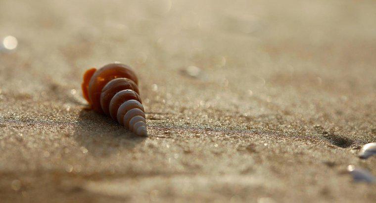 Qual è il simbolismo dei Seashells?