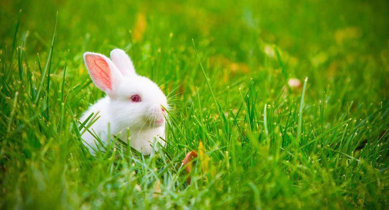 Cosa significa quando le orecchie dei conigli si attaccano?