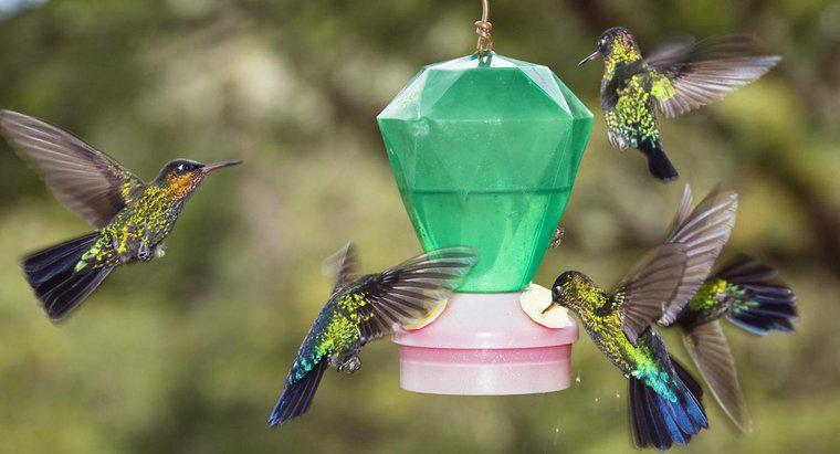 Come produci cibo Hummingbird?