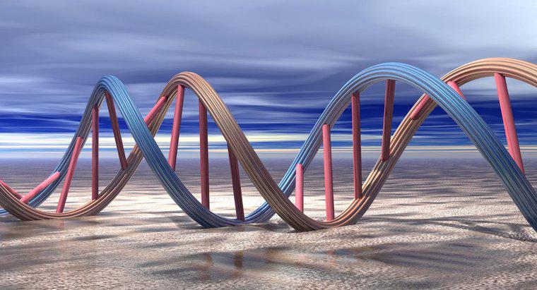 Perché il DNA deve replicare?