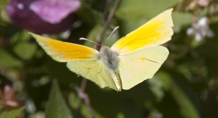 Cosa simboleggia una farfalla gialla?
