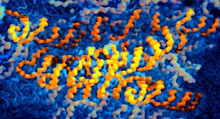 Quali virus contengono RNA come informazioni genetiche?