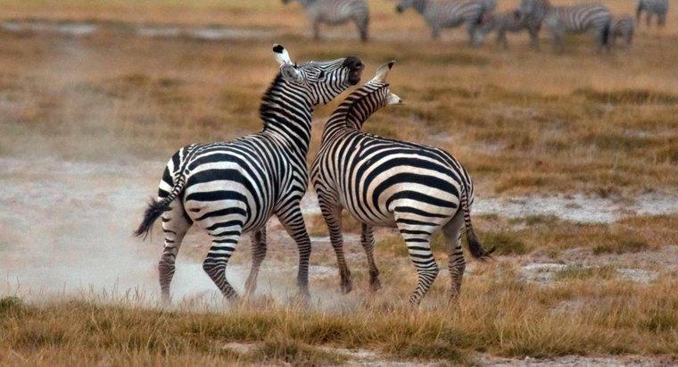 Come si proteggono le zebre?