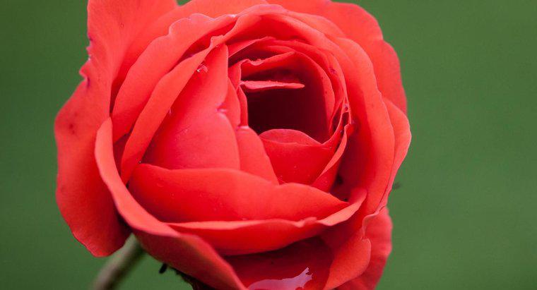 Qual è il nome scientifico di una rosa?