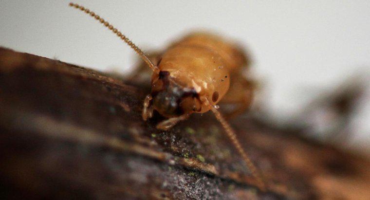 Che aspetto hanno i morsi della termite?