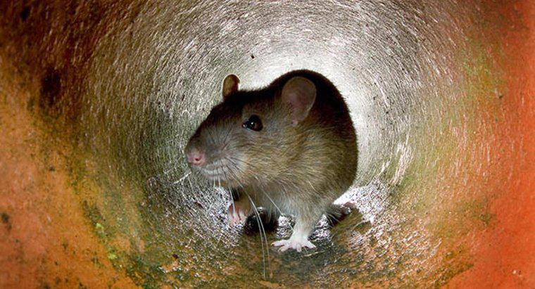Qual è il miglior cibo per intrappolare un topo?