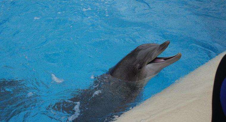 Che cos'è la gamma di apparecchi acustici per i delfini?