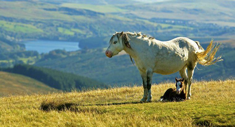 Cos'è un pony montagnoso gallese?