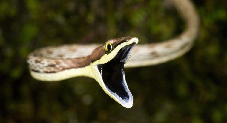 Come fanno i serpenti a digerire il loro cibo?