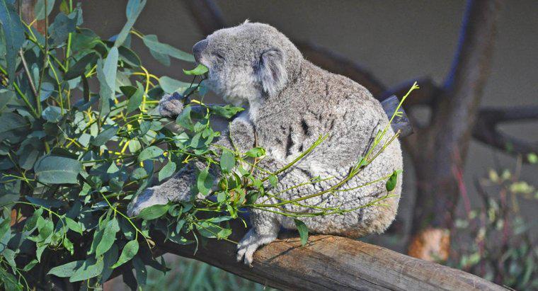Cosa mangia un orso Koala?