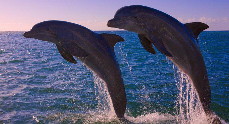 Quanti delfini sono rimasti nel mondo?