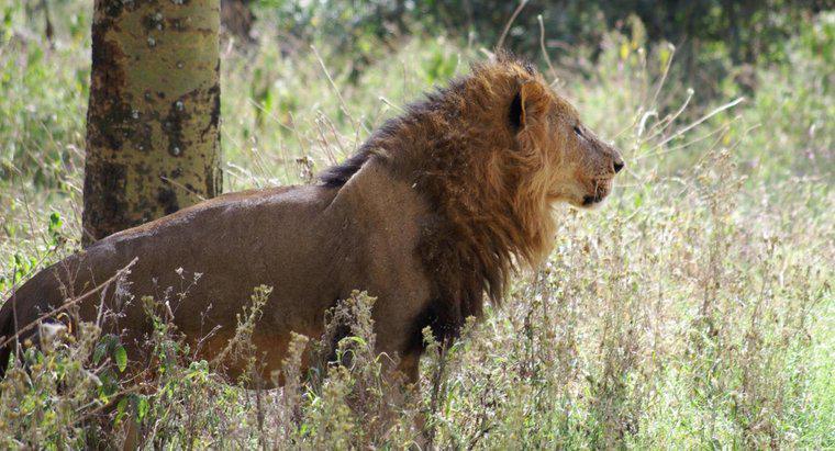 Cosa mangiano i leoni africani?