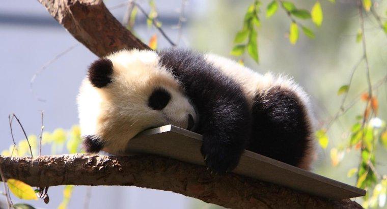 Cosa sono chiamati baby panda?