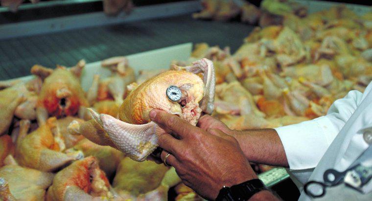 Qual è il modo migliore per rimuovere le frittaglie di pollo dai polli commerciali?