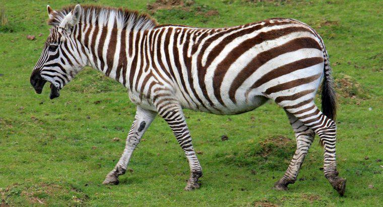 Zebra è un cavallo?